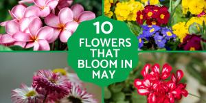 10 Flowers That Bloom in May
