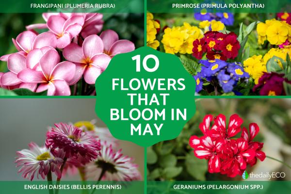 10 Flowers That Bloom in May