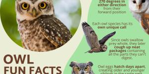 10 Fun and Weird Facts About Owls