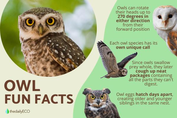 10 Fun and Weird Facts About Owls