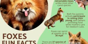 10 Fun Facts About Foxes You Didn’t Know