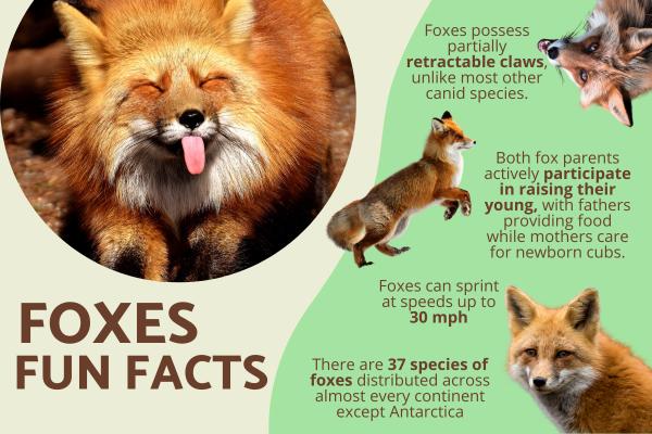 10 Fun Facts About Foxes You Didn’t Know