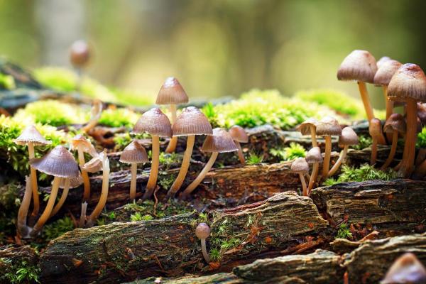 10 Fun Fungi Facts