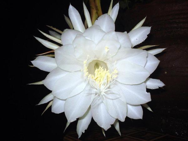 The Most Expensive Flowers in the World - 10. Queen of the night (Epiphyllum oxypetalum)