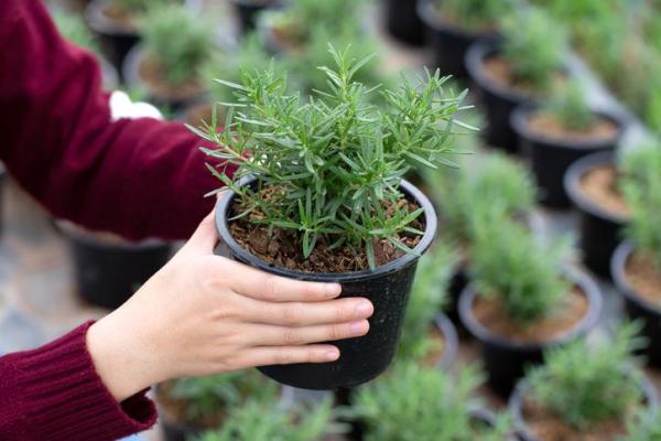 Best Aromatic Indoor Plants - 10. Rosemary