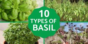 10 Types of Basil