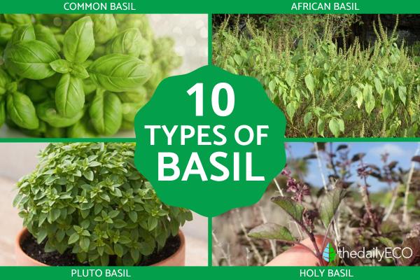 10 Types of Basil
