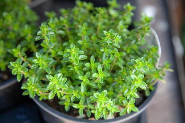 Best Aromatic Indoor Plants - 11. Thyme