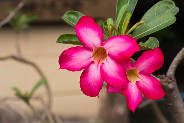 Plants with Bell-Shaped Flowers - 1. Desert rose (Adenium obesum)