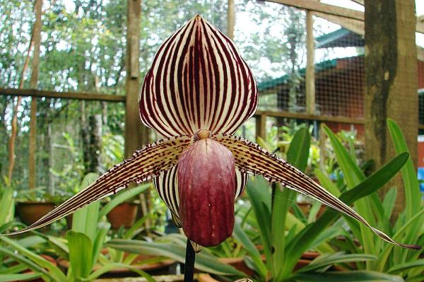 The Most Expensive Flowers in the World - 1. Gold of Kinabalu orchid
