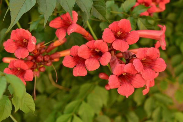 Plants with Bell-Shaped Flowers - 1. Trumpet vine (Campsis radicans)