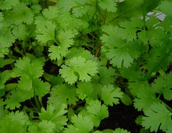 Best Aromatic Indoor Plants - 2. Cilantro