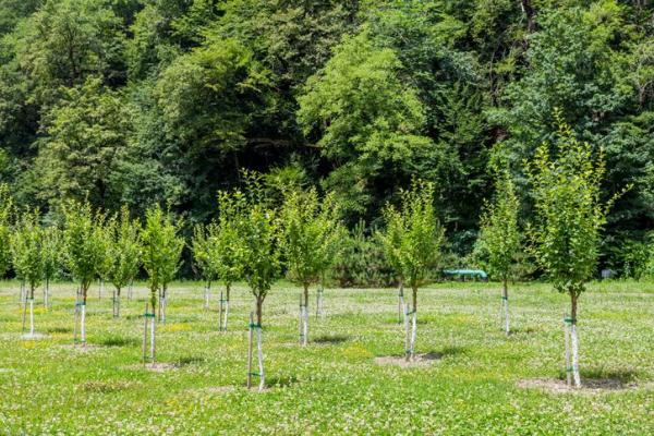 Types of Environmental Impact - 2. Direct and indirect environmental impact