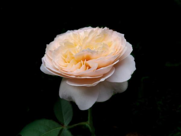 The Most Expensive Flowers in the World - 2. Juliet rose