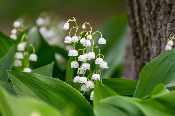 Plants with Bell-Shaped Flowers - 2. Lily of the valley (Convallaria majalis)