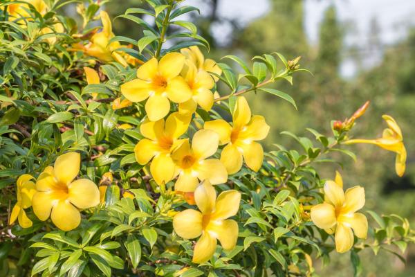 Plants with Bell-Shaped Flowers - 3. Golden trumpet (Allamanda cathartica)