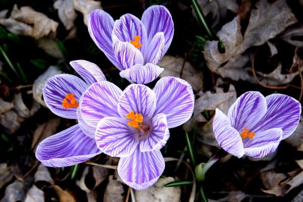 The Most Expensive Flowers in the World - 3. Saffron crocus