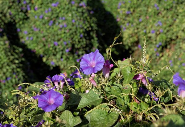 Plants with Bell-Shaped Flowers - 4. Common morning-glory (Ipomoea purpurea)