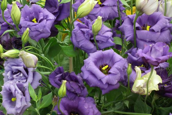 The Most Expensive Flowers in the World - 4. Lisianthus
