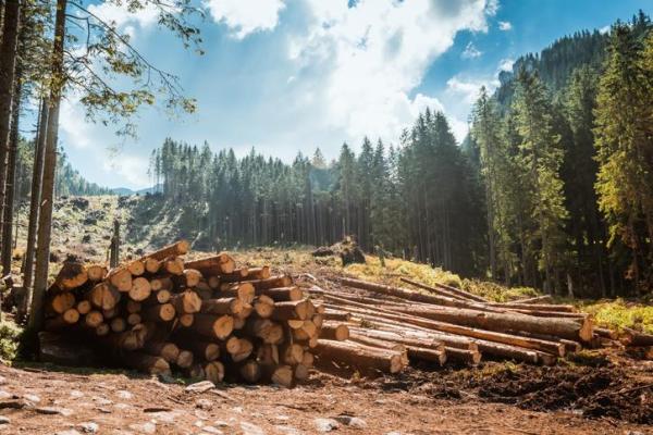 Types of Environmental Impact - 4. Reversible or irreversible environmental impact