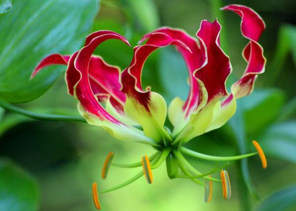 The Most Expensive Flowers in the World - 5. Fire lily