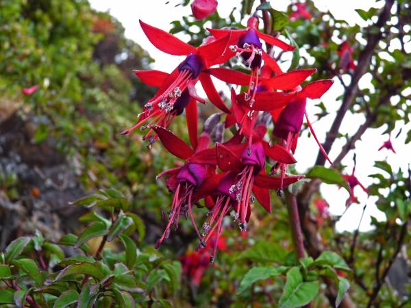 Plants with Bell-Shaped Flowers - 5. Hummingbird fuchsia (Fuchsia magellanica)
