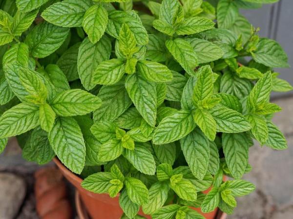 Best Aromatic Indoor Plants - 5. Spearmint