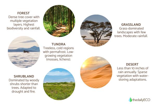 What Is a Terrestrial Ecosystem? - 5 Types of terrestrial ecosystems
