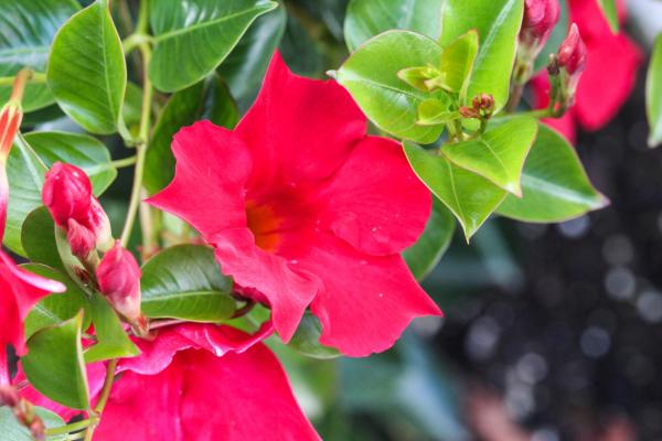 Plants with Bell-Shaped Flowers - 6. Chilean jasmine (Mandevilla laxa)