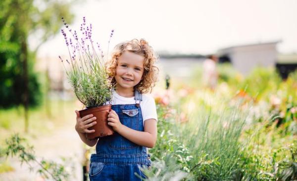 Best Aromatic Indoor Plants - 6. Lavender