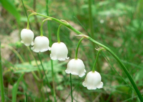 The Most Expensive Flowers in the World - 6. Lily of the valley