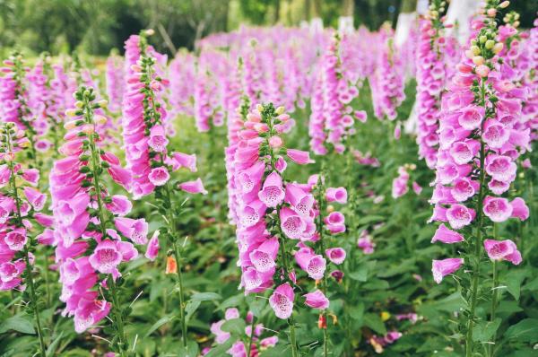Plants with Bell-Shaped Flowers - 7. Foxglove (Digitalis purpurea)