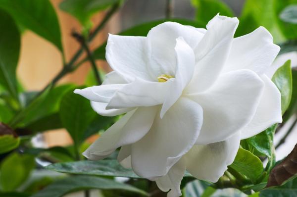 The Most Expensive Flowers in the World - 7. Gardenia