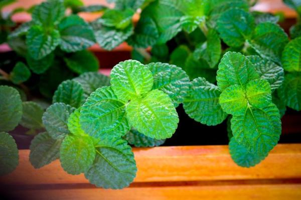 Best Aromatic Indoor Plants - 8. Peppermint