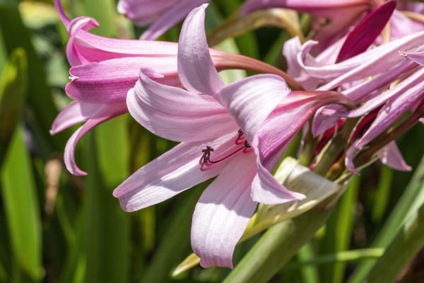 Plants with Bell-Shaped Flowers - 8. Powell swamp lily (Crinum x powellii)