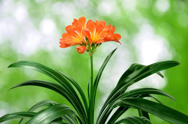 Plants with Bell-Shaped Flowers - 9. Natal lily (Clivia miniata)