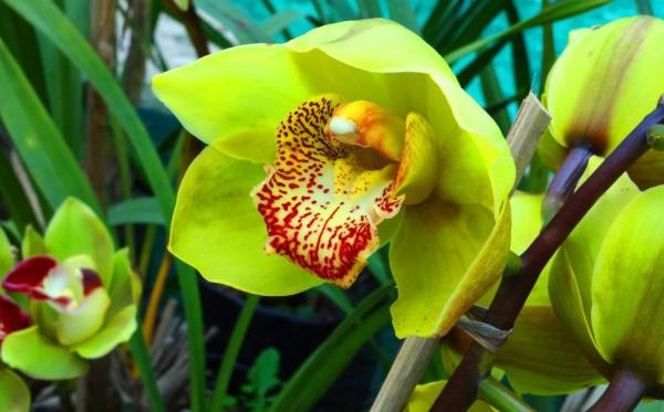 The Most Expensive Flowers in the World - 9. Shenzhen Nongke orchid