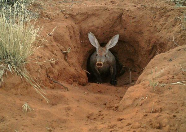 What Animals Eat Ants? - Aardvark