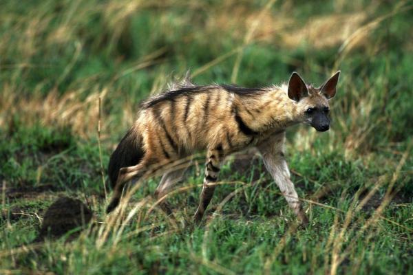 How Many Types of Hyenas Are There? - Aardwolf