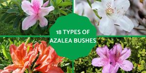 Aazlea Bush Types - Different Kinds of Azaleas