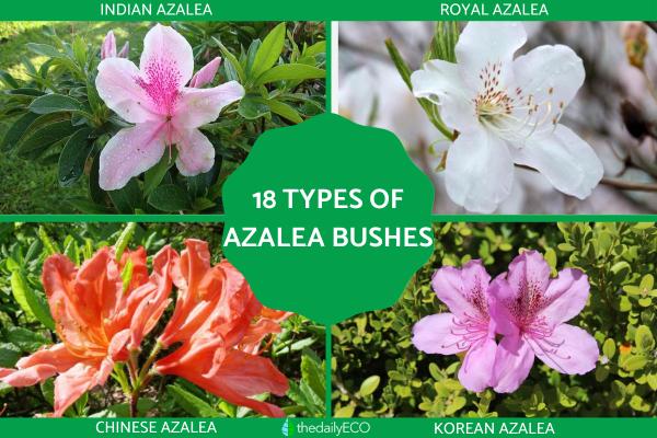 Aazlea Bush Types - Different Kinds of Azaleas