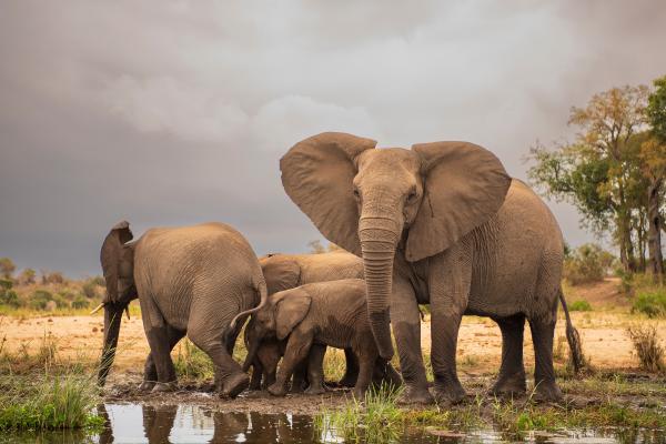 What Are the Environmental Factors in Ecology? - Abiotic environmental factors