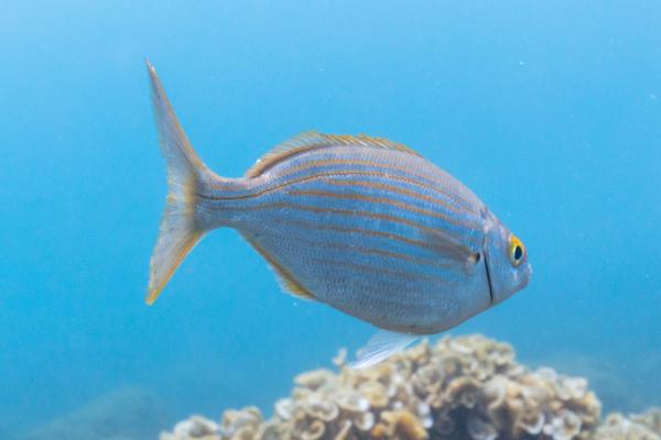 How Do Fish Grow? - Fish Life Cycle - Adult stage