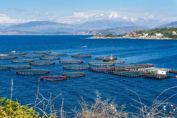 What Is Aquaculture in Agriculture? - Advantages of aquaculture