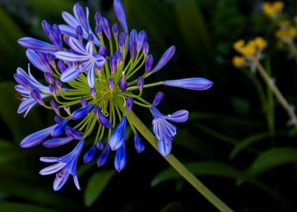 Winter Outdoor Plants for Pots - African agapanthus