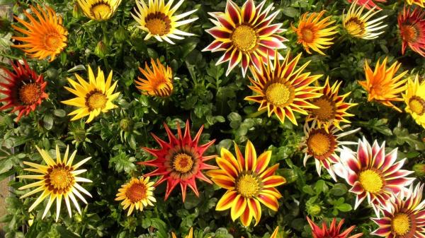 Low Maintenance Plants for Full Sun Gardens - African daisies