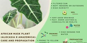 African Mask Plant (Alocasia x Amazonica) Care Guide