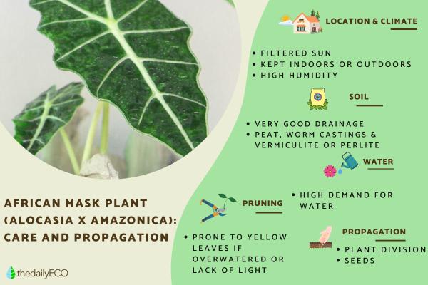 African Mask Plant (Alocasia x Amazonica) Care Guide