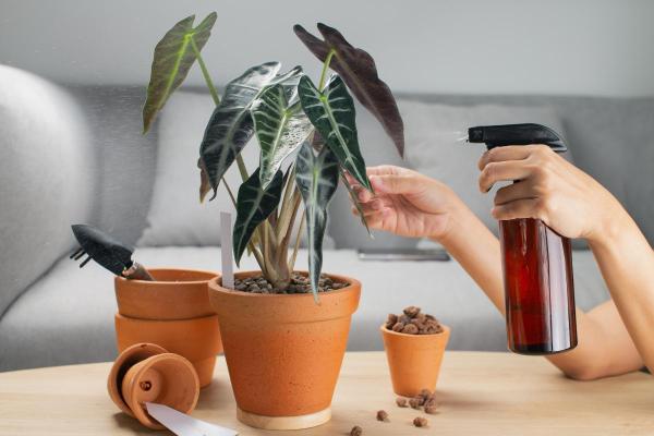 African Mask Plant (Alocasia x Amazonica) Care Guide - African mask plant propagation