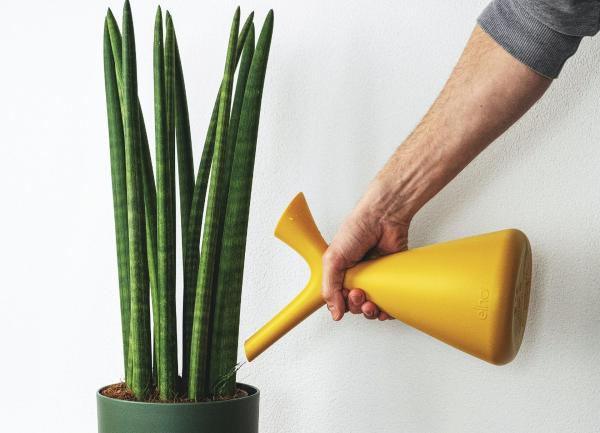 Types of Snake Plant - Sansevieria Varieties - African Spear Dracaena